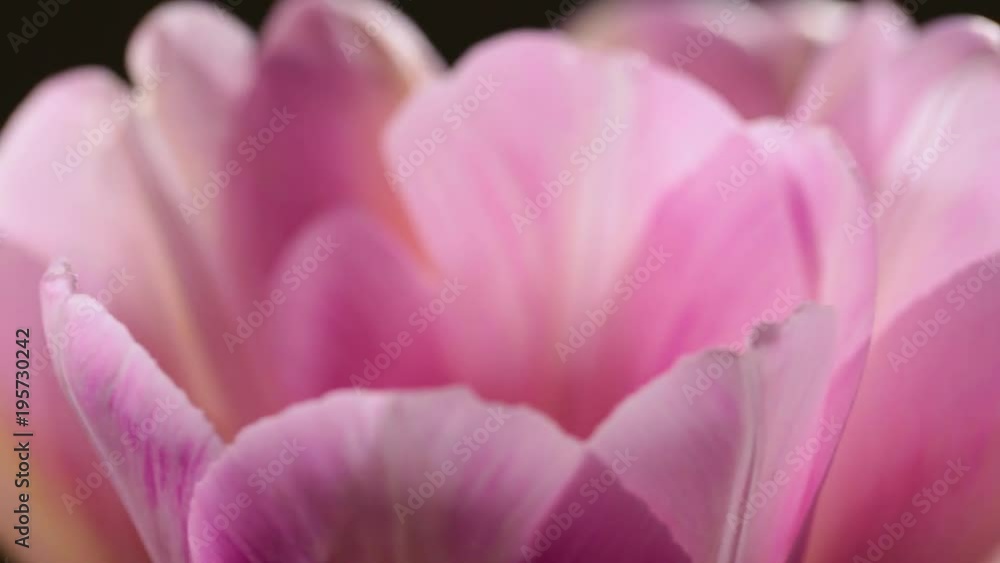 Closeup view of petals of pink tulips isolated at black background. Flowers rotating. Real time full hd video footage. Closeup view of petals of pink tulips isolated at black background. Flowers rotating. Real time full hd video footage.