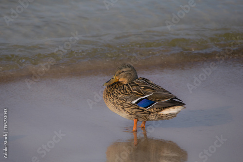 duck standing on sand © Donatas