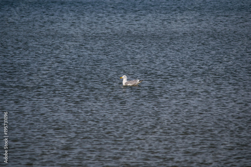 seagull in the sea © Donatas