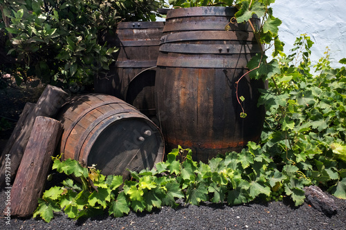 Old wooden barrels of wine photo