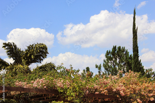 Summer Floral Landscape