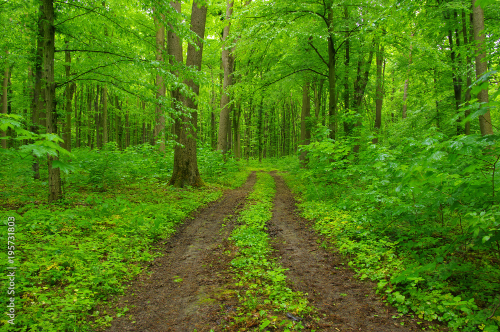 Green forest and path Green forest and path