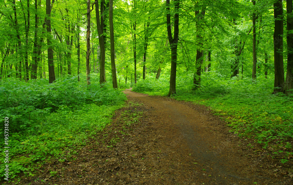 Fototapeta premium green forest in spring