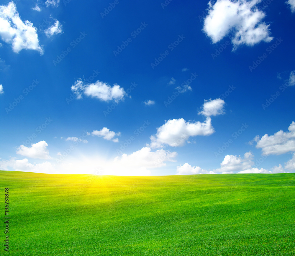 Fototapeta premium Green field and sun.