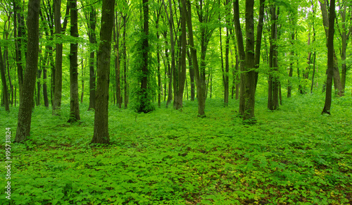 Forest trees in spring © Alekss