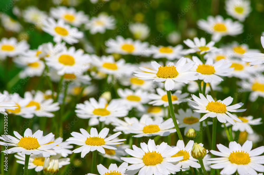 White camomiles on field White camomiles on field