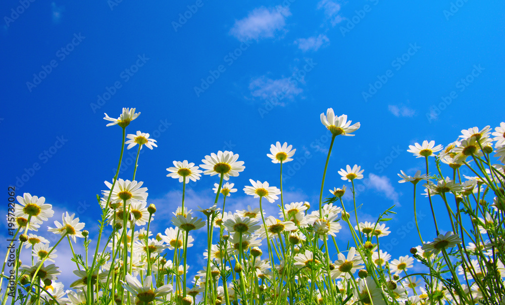 White camomiles on blue sky White camomiles on blue sky
