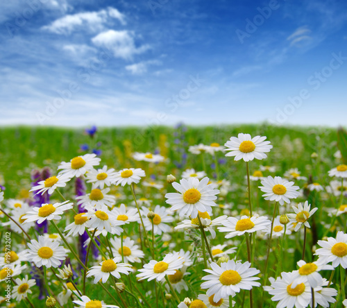 Fototapeta Naklejka Na Ścianę i Meble -  white daisies on blue sky