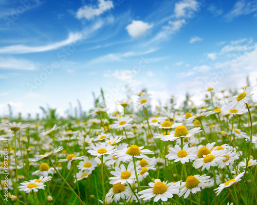 Fototapeta Naklejka Na Ścianę i Meble -  white daisies on blue sky