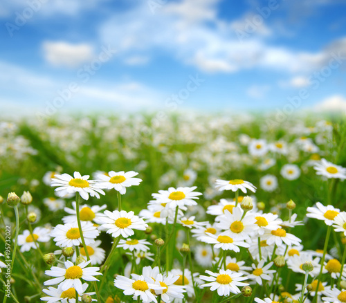 white daisies on blue sky