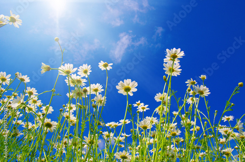 Field of daisies © Alekss