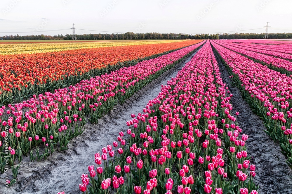 Tulpen uit Nederland.