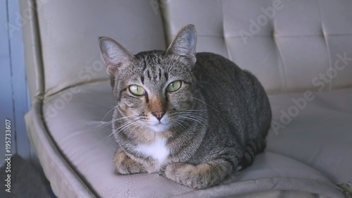 A Fluffy Domestic Cat Looking At Camera