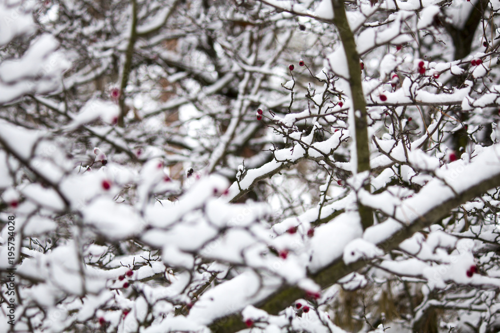 A branch of wild rose in the snow. Winter beautiful nature A branch of wild rose in the snow. Winter beautiful nature
