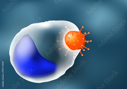Phagocytosis. leukocyte and virus