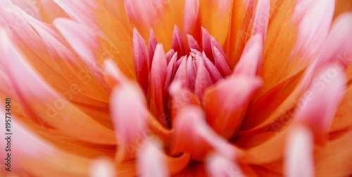 Close up of beautiful orange Dahlia flower
