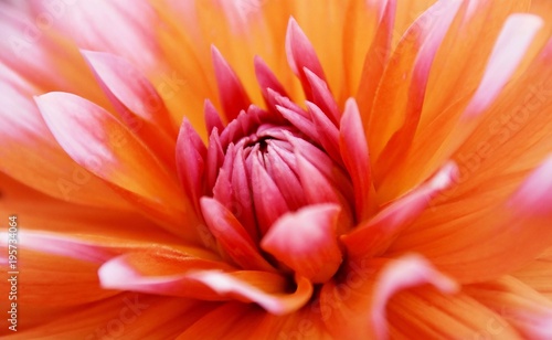 Close up of beautiful orange Dahlia flower