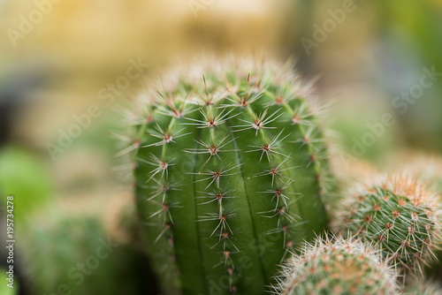 Close up of cactus plant.