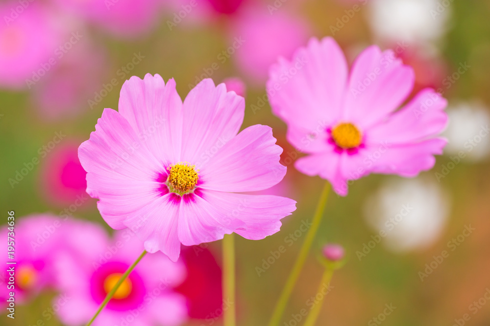 Cosmos flower field Cosmos flower field