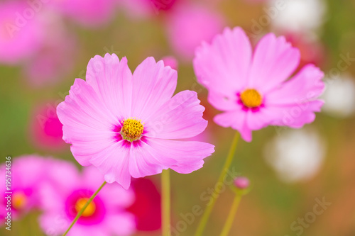 Cosmos flower field