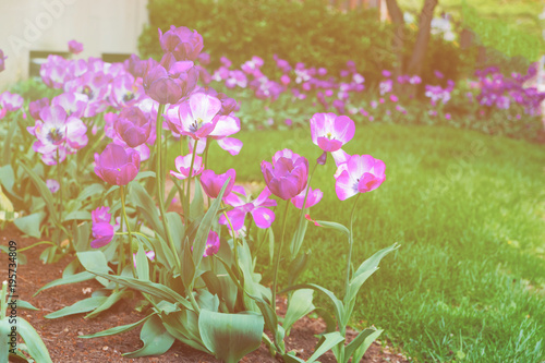 Dark and light purple tulips in a flowerbed USA