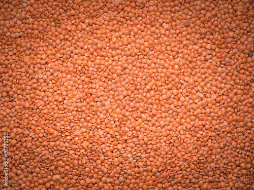 a crop of lentils close-up.