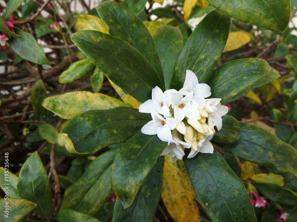 白い沈丁花の花 Stock Photo Adobe Stock