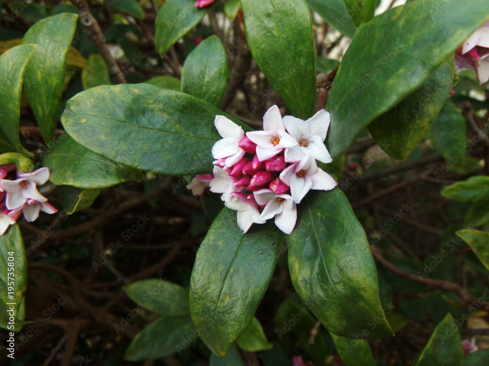 赤い沈丁花の花stock Photo Adobe Stock