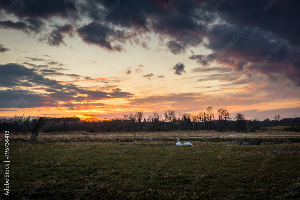 Sunset over the meadow and swans somewhere in Masovia, Poland