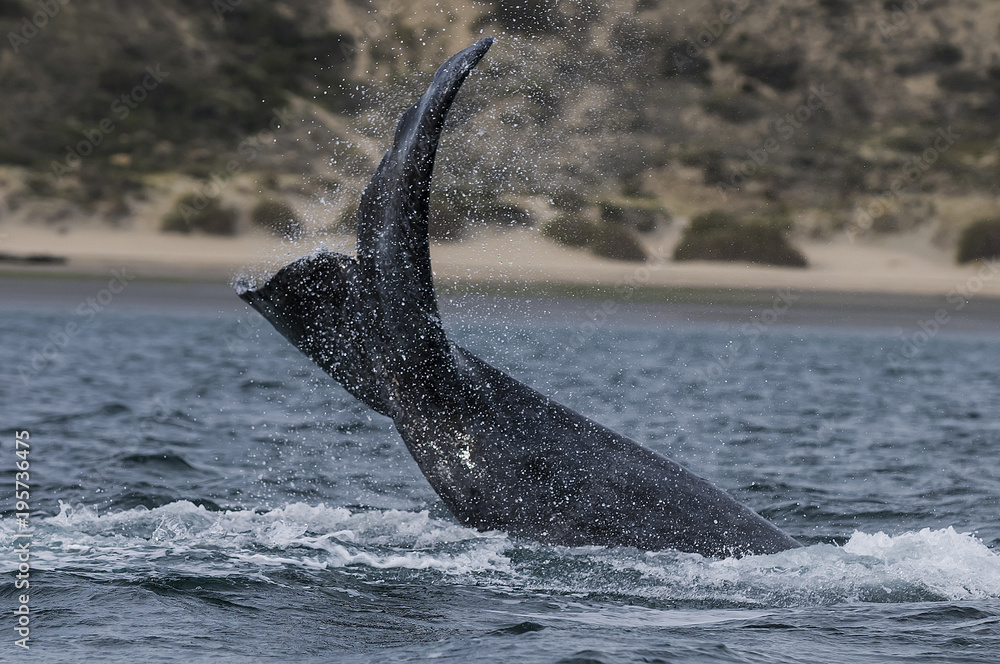 Fototapeta premium Southern Right Whale tail, Patagonia, Argentina