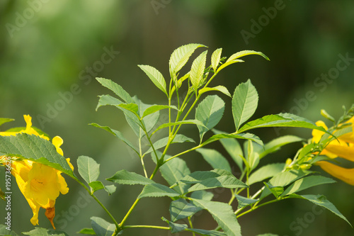 Close up of Green Leaf of Yellow elder flower