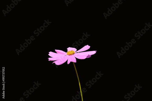 Flower Cosmos isolated on black