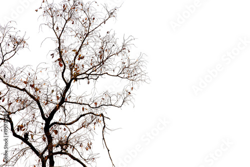 Dead branch tree isolated on white background.