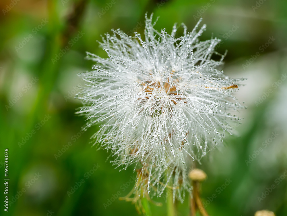 Seeds of Red grass or Giant reed. Seeds of Red grass or Giant reed.