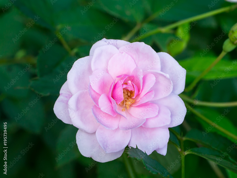 Beautiful pink rose in a garden Beautiful pink rose in a garden