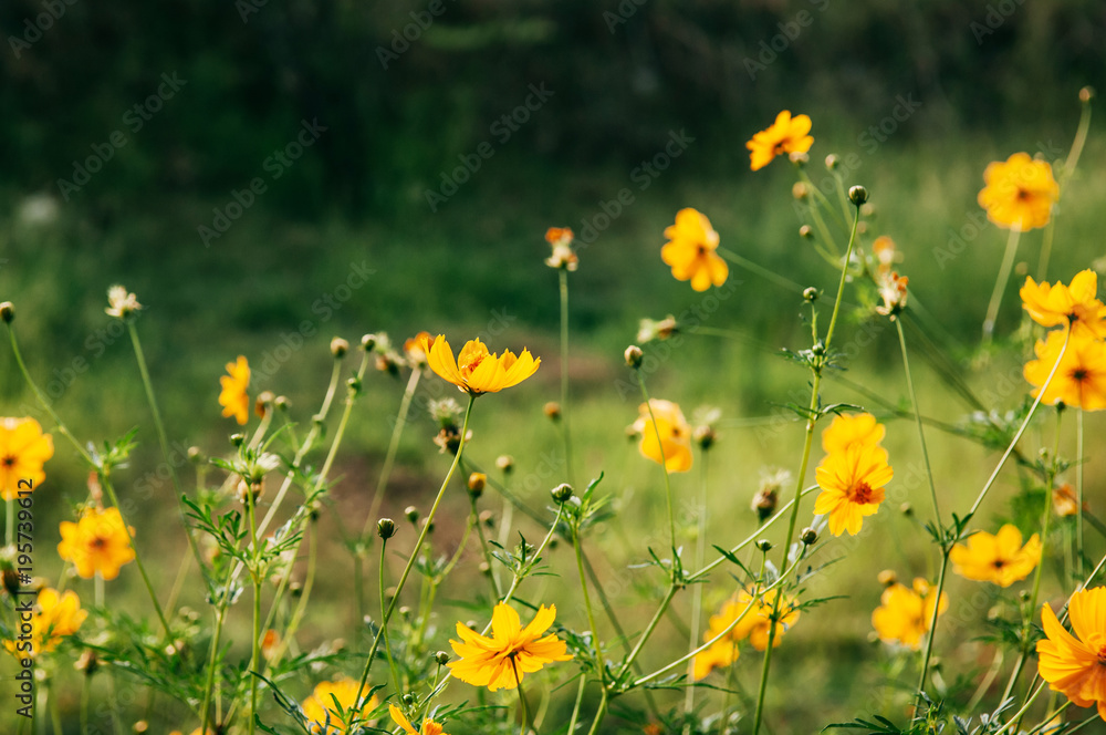 Yellow Cosmos, Sulfer Cosmo in green field on sunny day