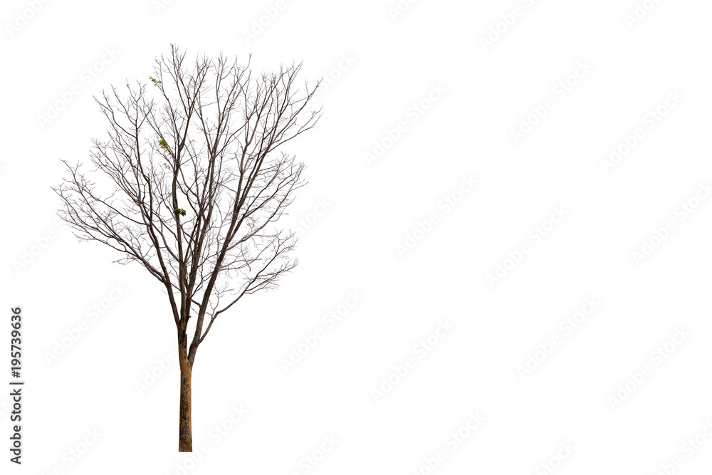 Dead trees isolated on white background Suitable for use. Dead trees isolated on white background Suitable for use.