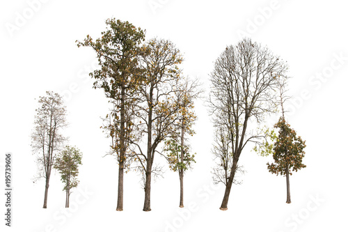 Tree group isolated on white background.