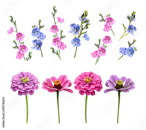 isolated buds and flowers in a set on a white background