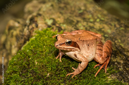 A Wood Frog on a moss covered stone in Connecticut