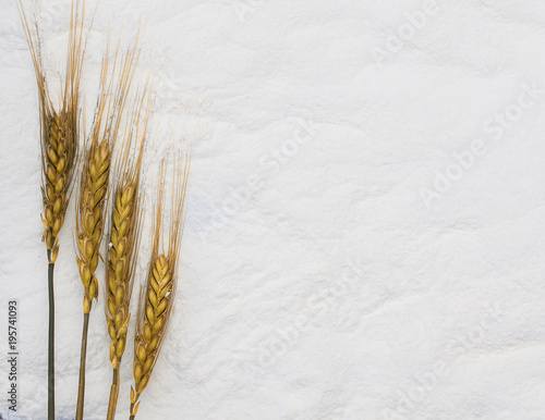 Golden ripe ears of corn lying on a background of white crumbly flour