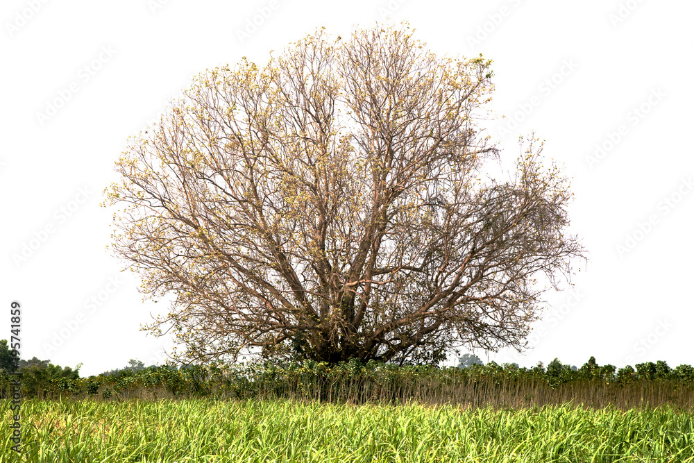 Naklejka premium Dead trees isolated on white background Suitable for use.