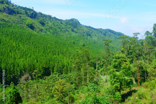 Green trees scenery at Bandung, Indonesia