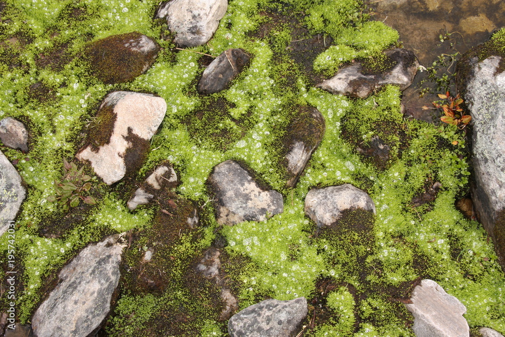 Stones covered with lichens in Dovrefjell National Park, Norway Stones covered with lichens in Dovrefjell National Park, Norway