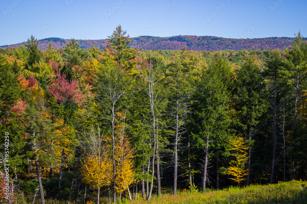 Fototapeta premium New England forest in autumn