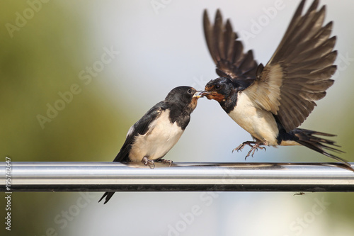 Swallow - sensitivity and delicacy when feeding offspring