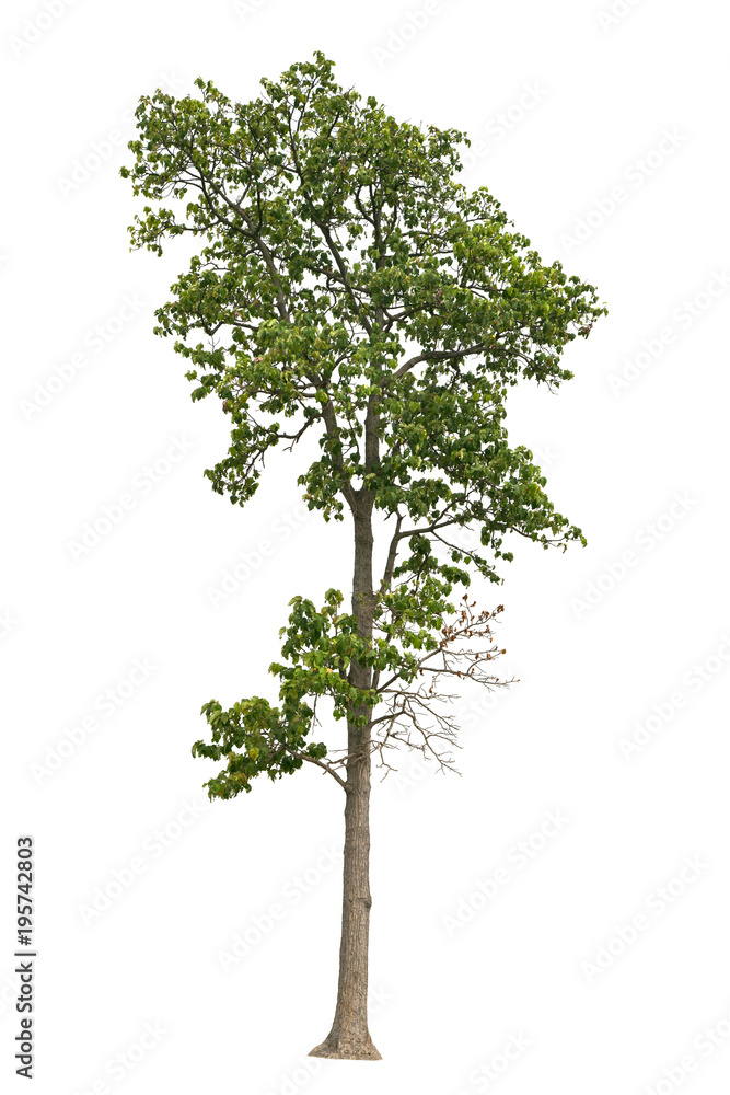 Tree isolated on white background.