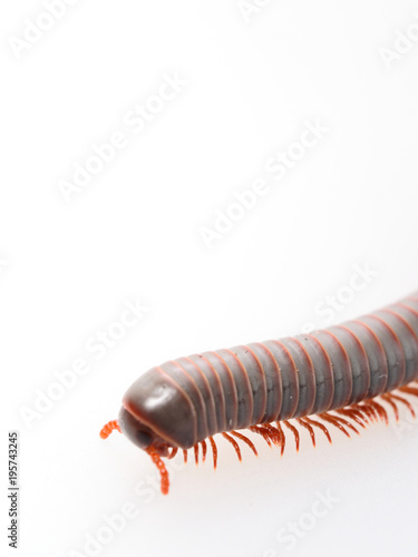 Millipedes, insect with long body and many legs look like centipedes, worm, or train