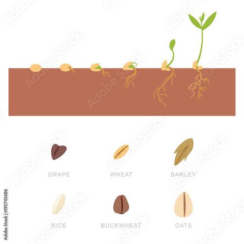 Seed germination and grains: buckwheat, wheat, oats, grapes, rice and barley. Vector set of flat icons isolated on white background.