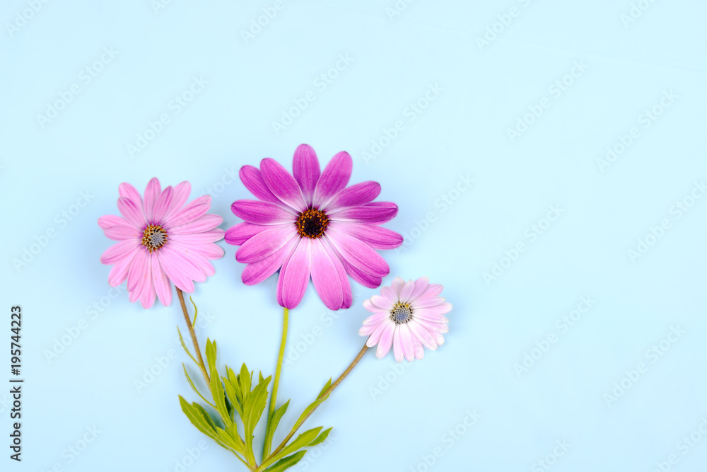 Pink Osteospermum Daisy or Cape Daisy flower